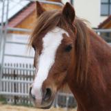 Lolly, Therapiepferd